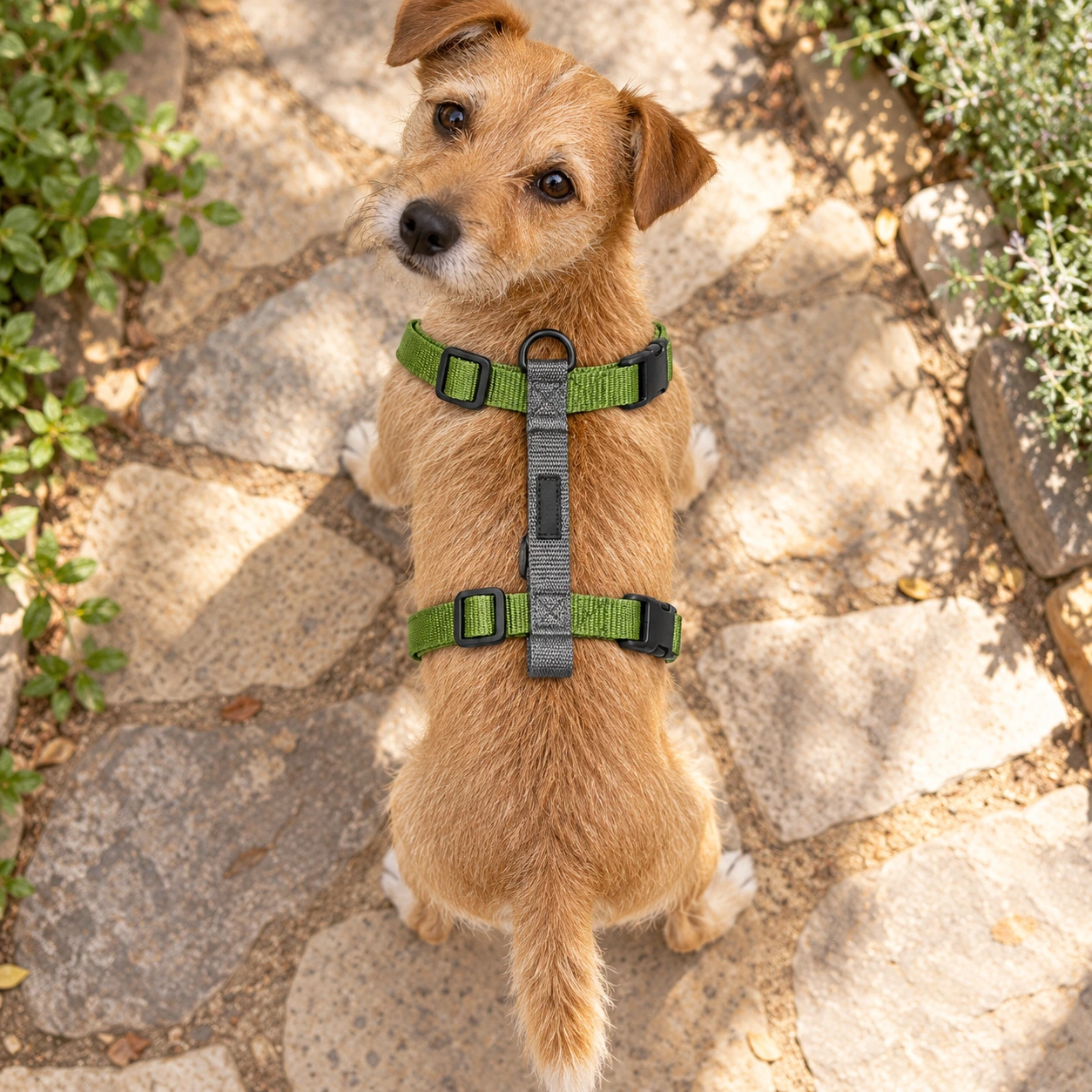 Perro pequeño con arnés en H gris con verde durante el paseo