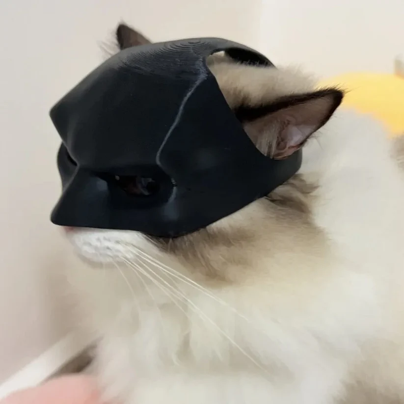 Gato blanco con máscara negra