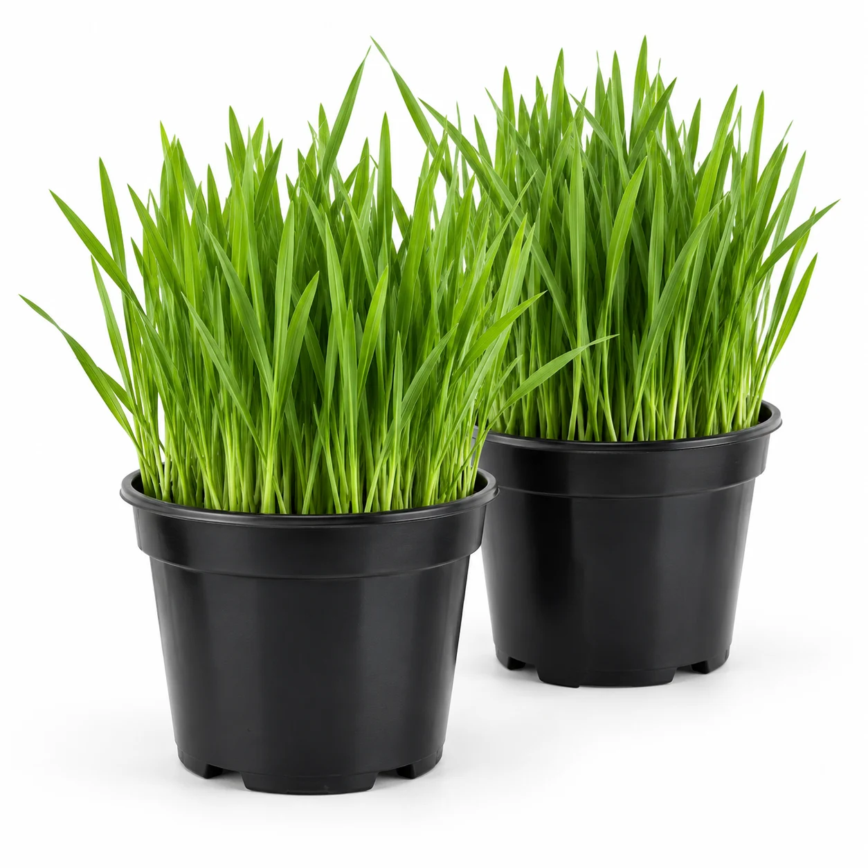 Hierba para gatos cultivada en dos macetas negras